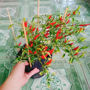 Cây ớt hiểm - Cây cảnh sân vườn, giá ưu đãi 65.000 VND, chất lượng cao, dễ trồng