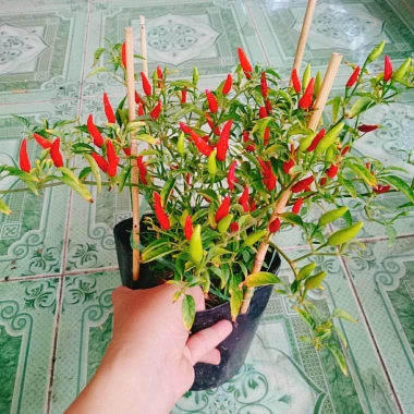 Cây ớt hiểm - Cây cảnh sân vườn, giá ưu đãi 65.000 VND, chất lượng cao, dễ trồng