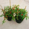 Cây ớt hiểm - Cây cảnh sân vườn, giá ưu đãi 65.000 VND, chất lượng cao, dễ trồng 5