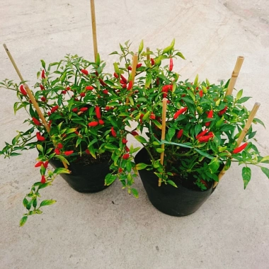 Cây ớt hiểm - Cây cảnh sân vườn, giá ưu đãi 65.000 VND, chất lượng cao, dễ trồng 5 Cây ớt hiểm - Cây cảnh sân vườn, giá ưu đãi 65.000 VND, chất lượng cao, dễ trồng 5