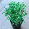 Cây ớt hiểm - Cây cảnh sân vườn, giá ưu đãi 65.000 VND, chất lượng cao, dễ trồng 6