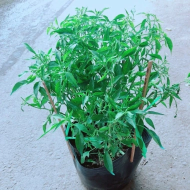 Cây ớt hiểm - Cây cảnh sân vườn, giá ưu đãi 65.000 VND, chất lượng cao, dễ trồng 6 Cây ớt hiểm - Cây cảnh sân vườn, giá ưu đãi 65.000 VND, chất lượng cao, dễ trồng 6