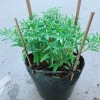 Cây ớt hiểm - Cây cảnh sân vườn, giá ưu đãi 65.000 VND, chất lượng cao, dễ trồng 7