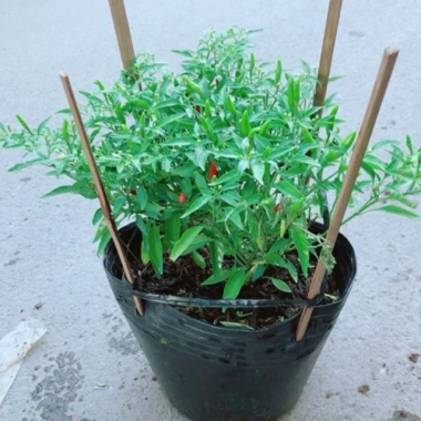 Cây ớt hiểm - Cây cảnh sân vườn, giá ưu đãi 65.000 VND, chất lượng cao, dễ trồng