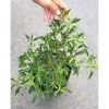Cây ớt hiểm - Cây cảnh sân vườn, giá ưu đãi 65.000 VND, chất lượng cao, dễ trồng 8