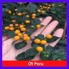 Cây ớt Peru cay nhất thế giới cao 30cm, cho trái, giá chỉ 65.000đ, giá gốc 83.850đ