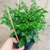 Cây ớt Peru cay nhất thế giới cao 30cm, cho trái, giá chỉ 65.000đ, giá gốc 83.850đ 2