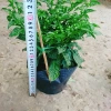 Cây ớt Peru cay nhất thế giới cao 30cm, cho trái, giá chỉ 65.000đ, giá gốc 83.850đ 4