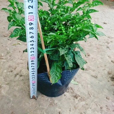 Cây ớt Peru cay nhất thế giới cao 30cm, cho trái, giá chỉ 65.000đ, giá gốc 83.850đ