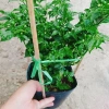 Cây ớt Peru cay nhất thế giới cao 30cm, cho trái, giá chỉ 65.000đ, giá gốc 83.850đ 5