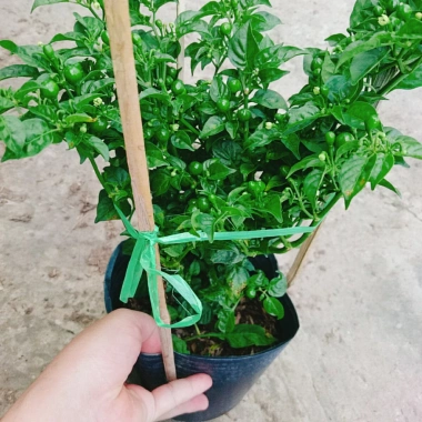 Cây ớt Peru cay nhất thế giới cao 30cm, cho trái, giá chỉ 65.000đ, giá gốc 83.850đ