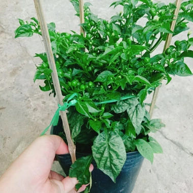 Cây ớt Peru cay nhất thế giới cao 30cm, cho trái, giá chỉ 65.000đ, giá gốc 83.850đ