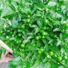 Cây ớt Peru cay nhất thế giới cao 30cm, cho trái, giá chỉ 65.000đ, giá gốc 83.850đ 7