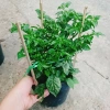 Cây ớt Peru cay nhất thế giới cao 30cm, cho trái, giá chỉ 65.000đ, giá gốc 83.850đ 8