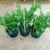 Cây ớt Peru cay nhất thế giới cao 30cm, cho trái, giá chỉ 65.000đ, giá gốc 83.850đ 9
