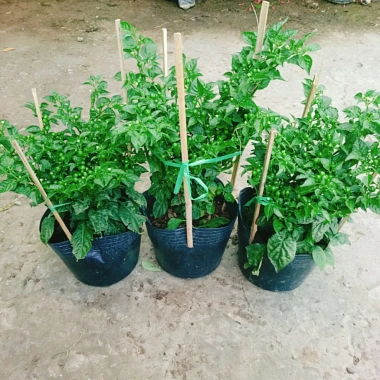 Cây ớt Peru cay nhất thế giới cao 30cm, cho trái, giá chỉ 65.000đ, giá gốc 83.850đ 9 Cây ớt Peru cay nhất thế giới cao 30cm, cho trái, giá chỉ 65.000đ, giá gốc 83.850đ 9