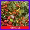 Cây ớt Peru Đỏ - Trái thơm cay nồng, giá ưu đãi 65.000 VND (giá gốc 79.300 VND)