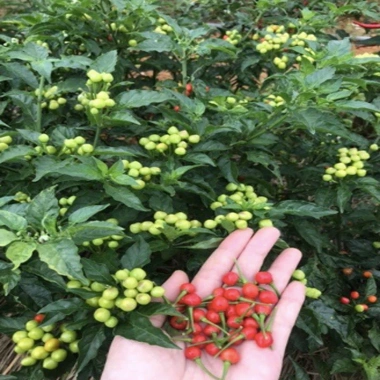 Cây ớt Peru Đỏ - Trái thơm cay nồng, giá ưu đãi 65.000 VND (giá gốc 79.300 VND) 3