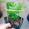 Cây ớt Peru Đỏ - Trái thơm cay nồng, giá ưu đãi 65.000 VND (giá gốc 79.300 VND) 7