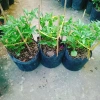 Cây ớt Peru Đỏ - Trái thơm cay nồng, giá ưu đãi 65.000 VND (giá gốc 79.300 VND) 8