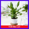 Cây Phát Tài Cây Thiết Mộc Lan Nội Thất, Cây Cảnh Trong Nhà Giá Ưu Đãi 48.900₫