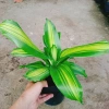 Cây Phát Tài Cây Thiết Mộc Lan Nội Thất, Cây Cảnh Trong Nhà Giá Ưu Đãi 48.900₫ 2