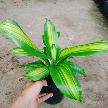 Cây Phát Tài Cây Thiết Mộc Lan Nội Thất, Cây Cảnh Trong Nhà Giá Ưu Đãi 48.900₫ 2