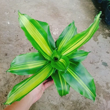 Cây Phát Tài Cây Thiết Mộc Lan Nội Thất, Cây Cảnh Trong Nhà Giá Ưu Đãi 48.900₫ 4