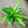 Cây Phát Tài Cây Thiết Mộc Lan Nội Thất, Cây Cảnh Trong Nhà Giá Ưu Đãi 48.900₫ 5