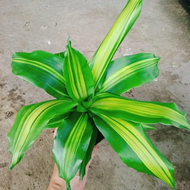 Cây Phát Tài Cây Thiết Mộc Lan Nội Thất, Cây Cảnh Trong Nhà Giá Ưu Đãi 48.900₫ 5