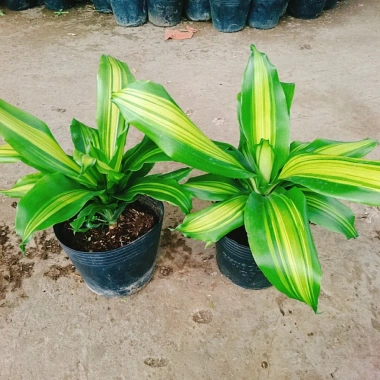 Cây Phát Tài Cây Thiết Mộc Lan Nội Thất, Cây Cảnh Trong Nhà Giá Ưu Đãi 48.900₫ 6
