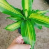 Cây Phát Tài Cây Thiết Mộc Lan Nội Thất, Cây Cảnh Trong Nhà Giá Ưu Đãi 48.900₫ 7