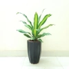 Cây Phát Tài Cây Thiết Mộc Lan Nội Thất, Cây Cảnh Trong Nhà Giá Ưu Đãi 48.900₫ 8