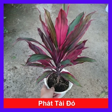 Cây phát tài đỏ - Cây cảnh trong nhà, Giá ưu đãi 55.000đ, Tăng may mắn ngay