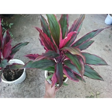 Cây phát tài đỏ - Cây cảnh trong nhà, Giá ưu đãi 55.000đ, Tăng may mắn ngay 2