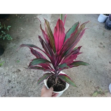 Cây phát tài đỏ - Cây cảnh trong nhà, Giá ưu đãi 55.000đ, Tăng may mắn ngay 3