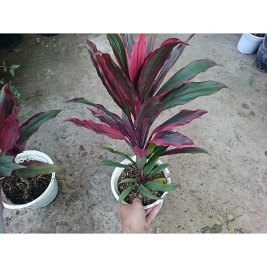 Cây phát tài đỏ - Cây cảnh trong nhà, Giá ưu đãi 55.000đ, Tăng may mắn ngay 4