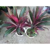Cây phát tài đỏ - Cây cảnh trong nhà, Giá ưu đãi 55.000đ, Tăng may mắn ngay 5