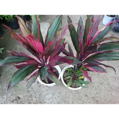 Cây phát tài đỏ - Cây cảnh trong nhà, Giá ưu đãi 55.000đ, Tăng may mắn ngay 5
