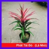 Cây Phát Tài Đỏ lá nhỏ - Cây cảnh phong thủy để bàn, độc đáo, giá chỉ 39.000₫, khuyến mãi hấp dẫn