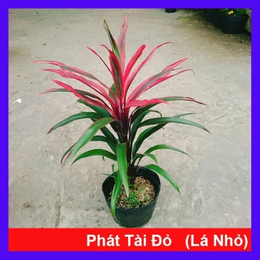 Cây Phát Tài Đỏ lá nhỏ - Cây cảnh phong thủy để bàn, độc đáo, giá chỉ 39.000₫, khuyến mãi hấp dẫn