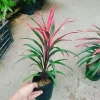 Cây Phát Tài Đỏ lá nhỏ - Cây cảnh phong thủy để bàn, độc đáo, giá chỉ 39.000₫, khuyến mãi hấp dẫn 2