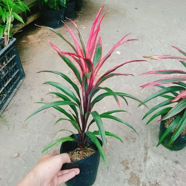 Cây Phát Tài Đỏ lá nhỏ - Cây cảnh phong thủy để bàn, độc đáo, giá chỉ 39.000₫, khuyến mãi hấp dẫn 2 Cây Phát Tài Đỏ lá nhỏ - Cây cảnh phong thủy để bàn, độc đáo, giá chỉ 39.000₫, khuyến mãi hấp dẫn 2