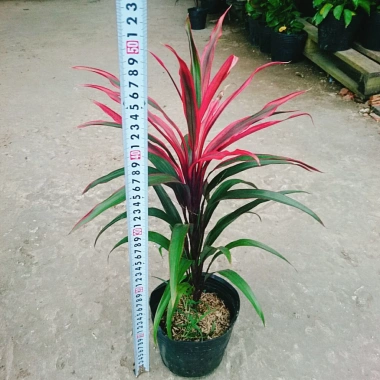 Cây Phát Tài Đỏ lá nhỏ - Cây cảnh phong thủy để bàn, độc đáo, giá chỉ 39.000₫, khuyến mãi hấp dẫn 3 Cây Phát Tài Đỏ lá nhỏ - Cây cảnh phong thủy để bàn, độc đáo, giá chỉ 39.000₫, khuyến mãi hấp dẫn 3