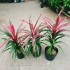 Cây Phát Tài Đỏ lá nhỏ - Cây cảnh phong thủy để bàn, độc đáo, giá chỉ 39.000₫, khuyến mãi hấp dẫn 4
