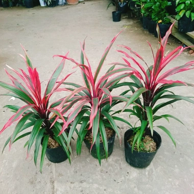 Cây Phát Tài Đỏ lá nhỏ - Cây cảnh phong thủy để bàn, độc đáo, giá chỉ 39.000₫, khuyến mãi hấp dẫn