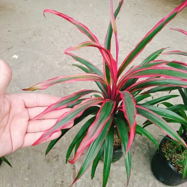 Cây Phát Tài Đỏ lá nhỏ - Cây cảnh phong thủy để bàn, độc đáo, giá chỉ 39.000₫, khuyến mãi hấp dẫn