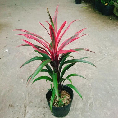 Cây Phát Tài Đỏ lá nhỏ - Cây cảnh phong thủy để bàn, độc đáo, giá chỉ 39.000₫, khuyến mãi hấp dẫn