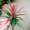 Cây Phát Tài Đỏ lá nhỏ - Cây cảnh phong thủy để bàn, độc đáo, giá chỉ 39.000₫, khuyến mãi hấp dẫn 7