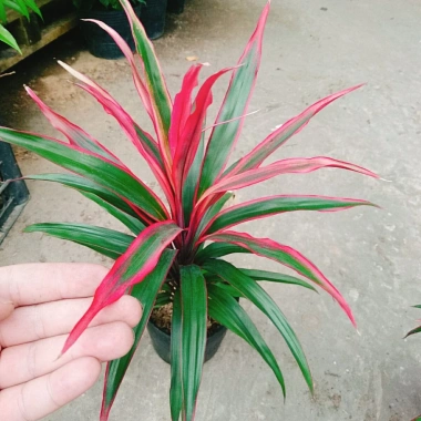 Cây Phát Tài Đỏ lá nhỏ - Cây cảnh phong thủy để bàn, độc đáo, giá chỉ 39.000₫, khuyến mãi hấp dẫn